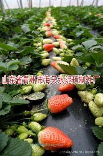 供应大棚柱子、优质大棚柱子,阳棚柱子,水泥柱子_传媒、广电_世界工厂网中国产品信息库